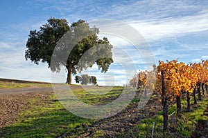 Winter view of oak trees in Central California vineyard in California USA