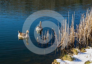 Winter View of a Pair of Greater White Fronted Geese