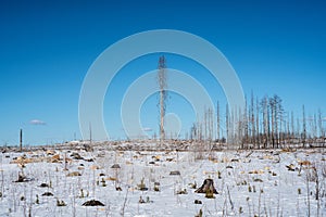 Winter view of the remains of a forest ravaged by a fire