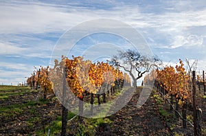 Winter view of tree in vineyard in the Santa Barbara foothills in Central California USA