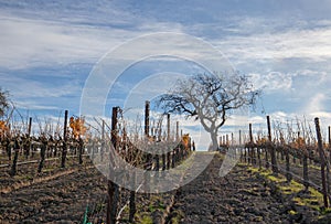 Winter view of tree in vineyard in the Santa Barbara foothills in Central California USA