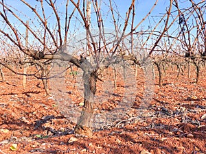 Winter vines vineyard Extremadura