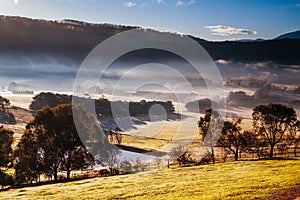 Winter Vines in Yarra Valley Australia