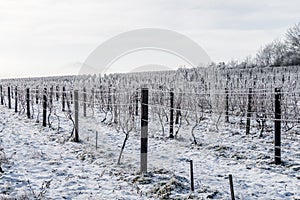 Winter vineyard