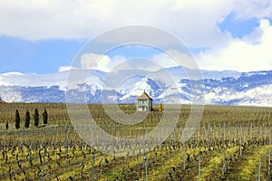 Winter Vineyard