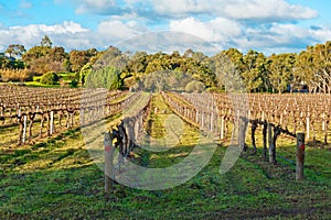 Winter vineyard