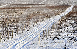 Winter vineyard