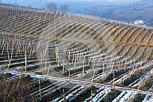 Winter Vineyard