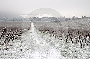 Winter in vineyard