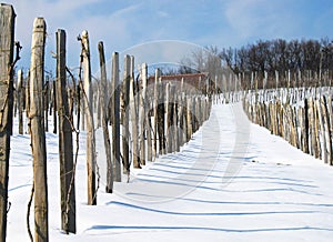 Winter vineyard