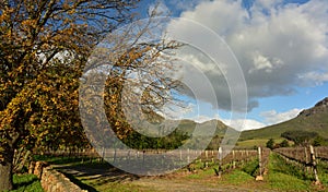 A winter vineyard framed by a golden oak tree