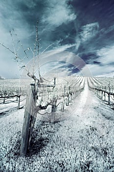 Winter Vineyard in Infrared