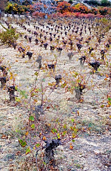 Winter vineyard in lophou,cyprus