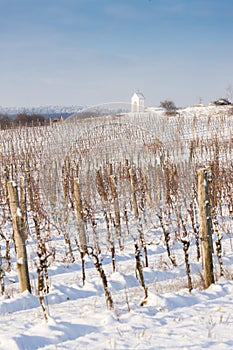 winter vineyard near Hnanice, Southern Moravia, Czech Republic