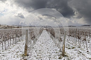 Winter vineyard near Hnanice, Znojmo region, Southern Moravia, Czech Republic