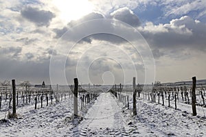 Winter vineyard near Hnanice, Znojmo region, Southern Moravia, Czech Republic