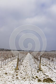 Winter vineyard near Hnanice, Znojmo region, Southern Moravia, Czech Republic