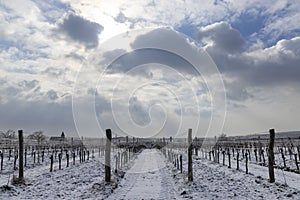 Winter vineyard near Hnanice, Znojmo region, Southern Moravia, Czech Republic