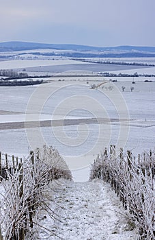 Winter vineyard near Mikulov, Palava region, Southern Moravia, Czech Republic