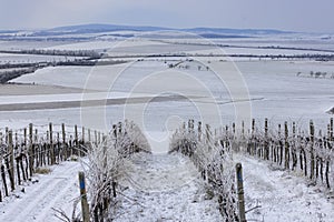 Winter vineyard near Mikulov, Palava region, Southern Moravia, Czech Republic