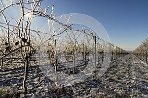 Winter vineyard near Mikulov, Palava region, Southern Moravia, Czech Republic