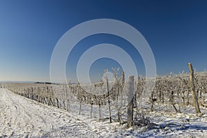 Winter vineyard near Mikulov, Palava region, Southern Moravia, Czech Republic