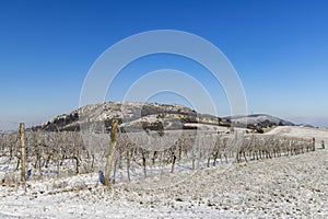 Winter vineyard near Mikulov, Palava region, Southern Moravia, Czech Republic