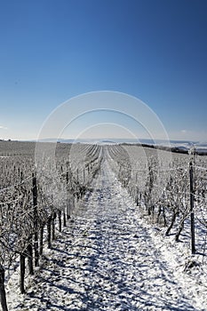 Winter vineyard near Mikulov, Palava region, Southern Moravia, Czech Republic