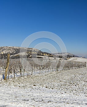 Winter vineyard near Mikulov, Palava region, Southern Moravia, Czech Republic