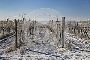 Winter vineyard near Mikulov, Palava region, Southern Moravia, Czech Republic