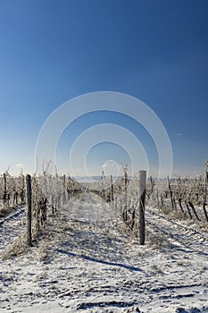 Winter vineyard near Mikulov, Palava region, Southern Moravia, Czech Republic