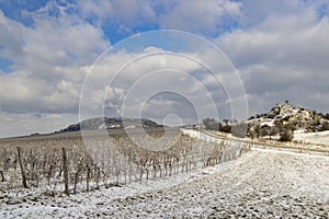 Winter vineyard near Mikulov, Palava region, Southern Moravia, Czech Republic