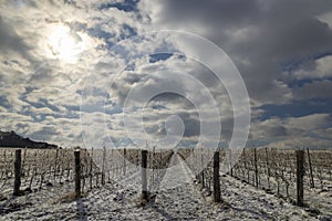 Winter vineyard near Mikulov, Palava region, Southern Moravia, Czech Republic