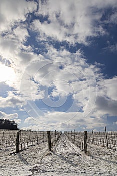 Winter vineyard near Mikulov, Palava region, Southern Moravia, Czech Republic