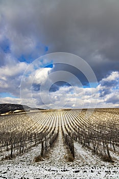 Winter vineyard near Mikulov, Palava region, Southern Moravia, Czech Republic