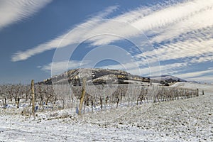 Winter vineyard near Mikulov, Palava region, Southern Moravia, Czech Republic