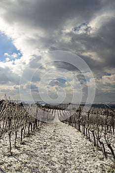 Winter vineyard near Mikulov, Palava region, Southern Moravia, Czech Republic