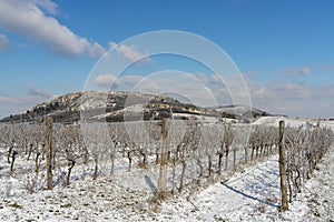 Winter vineyard near Mikulov, Palava region, Southern Moravia, Czech Republic