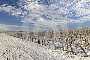 Winter vineyard near Mikulov, Palava region, Southern Moravia, Czech Republic