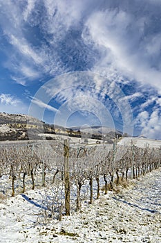 Winter vineyard near Mikulov, Palava region, Southern Moravia, Czech Republic