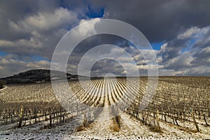 Winter vineyard near Mikulov, Palava region, Southern Moravia, Czech Republic