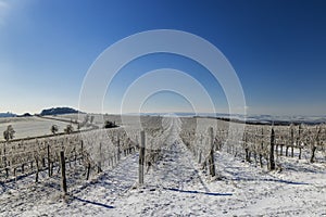 Winter vineyard near Mikulov, Palava region, Southern Moravia, Czech Republic