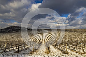 Winter vineyard near Mikulov, Palava region, Southern Moravia, Czech Republic