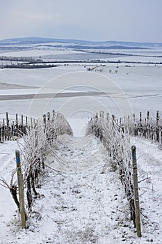 Winter vineyard near Mikulov, Palava region, Southern Moravia, Czech Republic