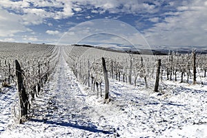 Winter vineyard near Mikulov, Palava region, Southern Moravia, Czech Republic