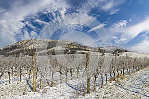 Winter vineyard near Mikulov, Palava region, Southern Moravia, Czech Republic