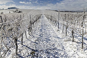 Winter vineyard near Mikulov, Palava region, Southern Moravia, Czech Republic