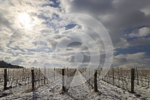 Winter vineyard near Mikulov, Palava region, Southern Moravia, Czech Republic