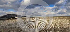 Winter vineyard near Mikulov, Palava region, Southern Moravia, Czech Republic