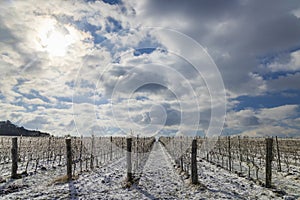 Winter vineyard near Mikulov, Palava region, Southern Moravia, Czech Republic